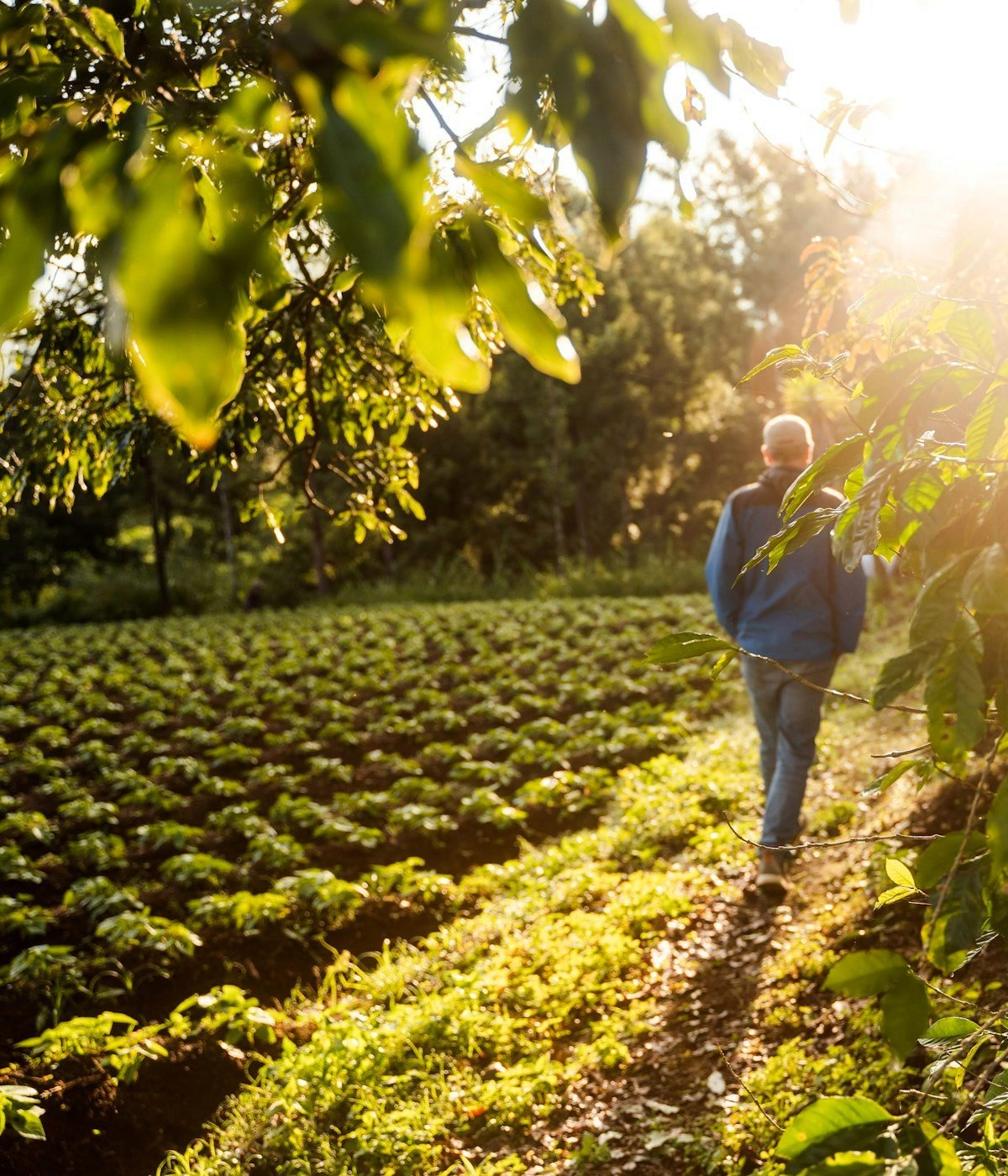 A grower walking the rows of a crop field at first light