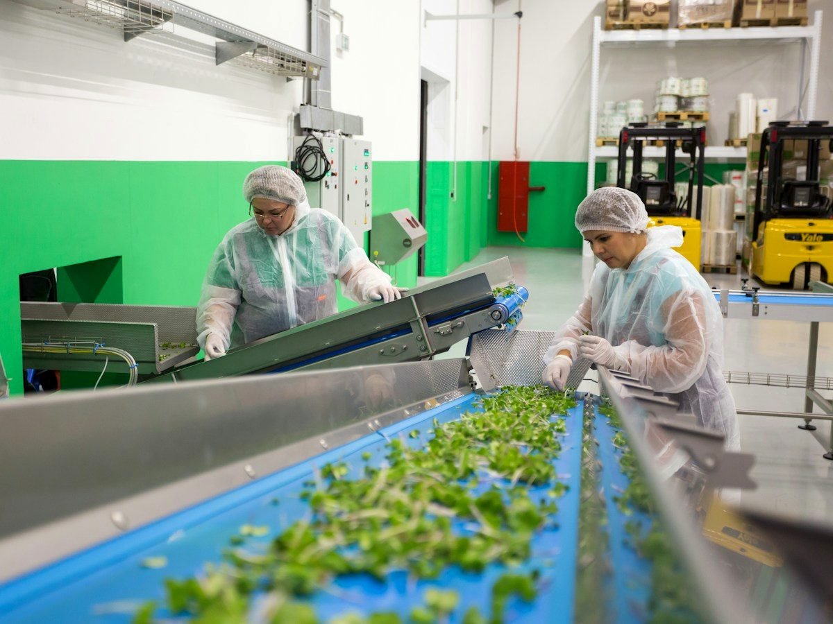 Produce moving along a grading and sorting line
