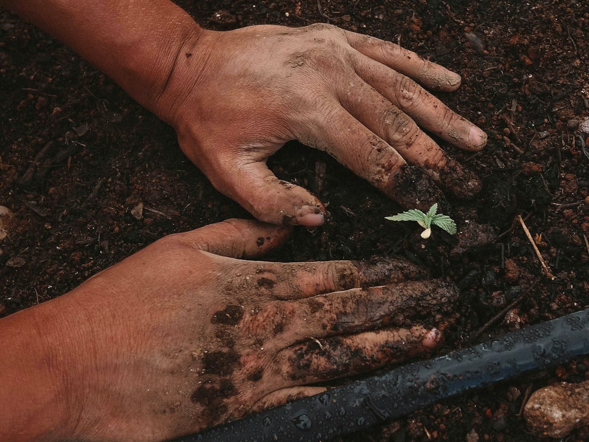 A grower’s hands working dark, friable soil around a young seedling